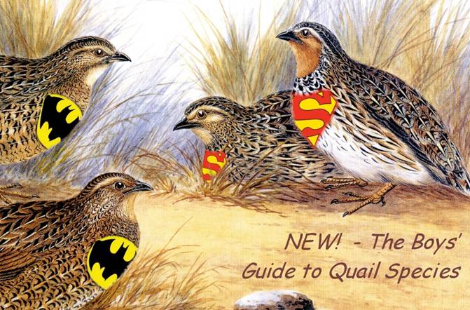 A group of birds
Description automatically generated with low confidence