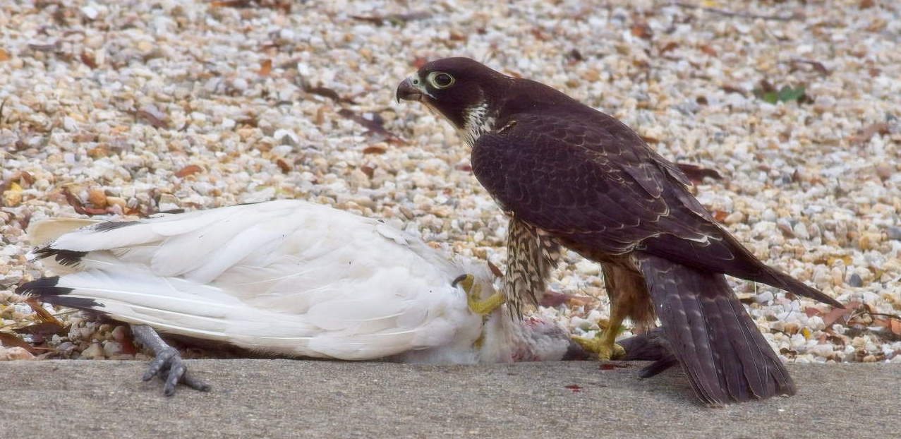 Peregrine with Ibis.jpg