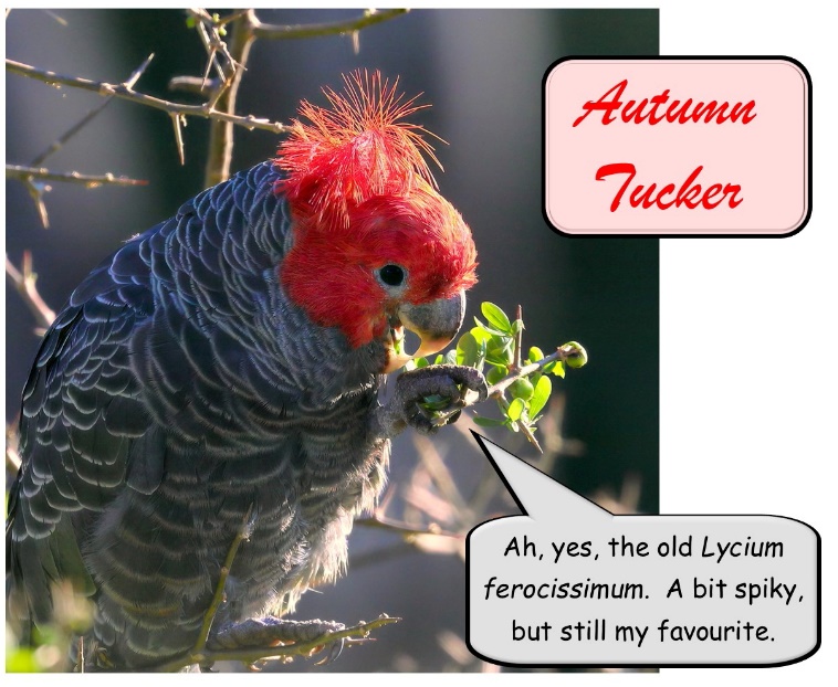 A picture containing text, bird, parrot

Description automatically generated