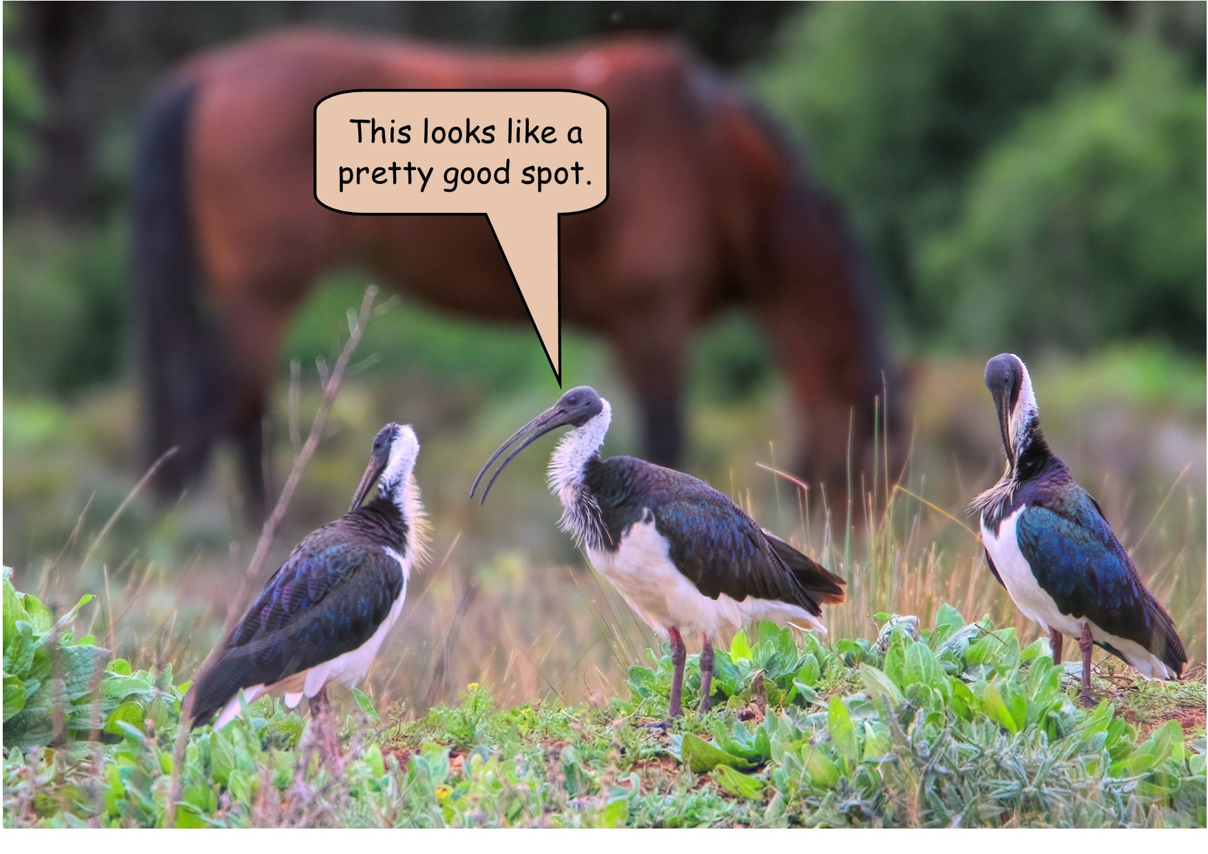 A horse and several birds

Description automatically generated with low confidence