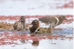 Australian painted-snipes bathing in shallow waters