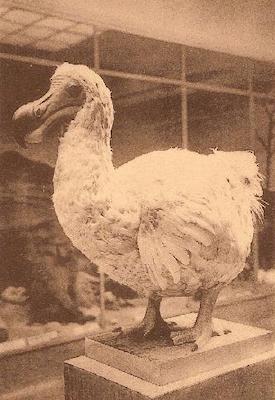 Ile d'Aix Museum africain Dodo